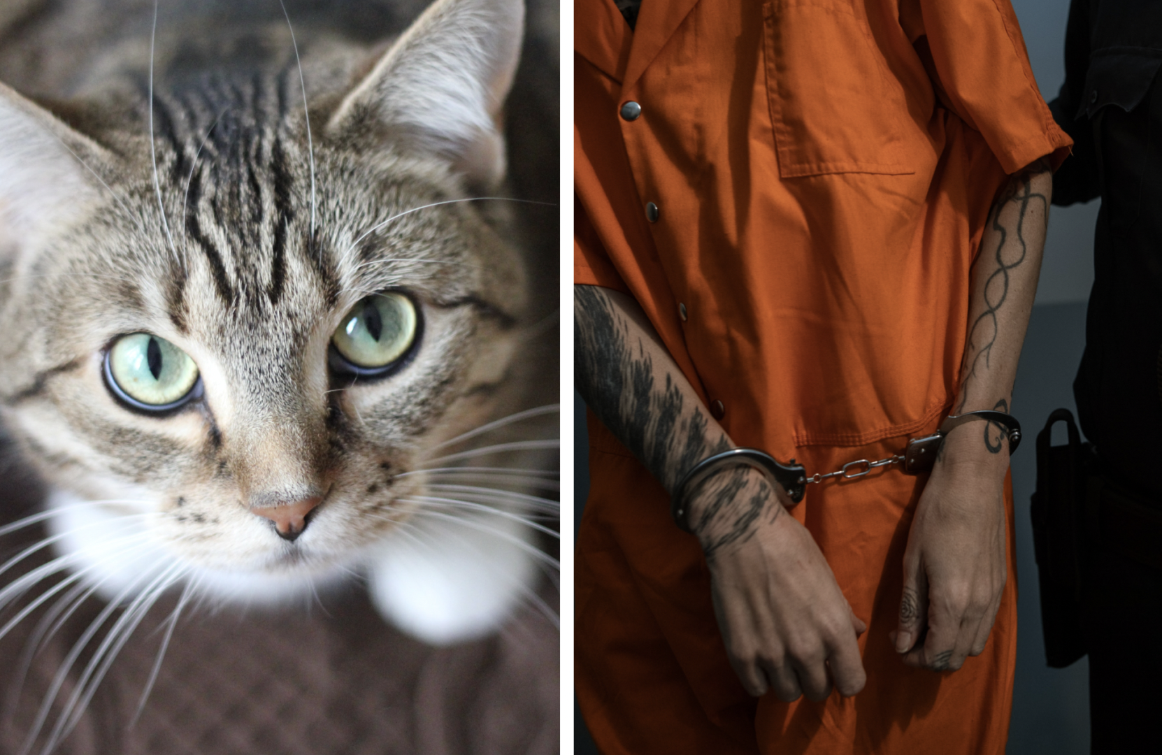 Katt, Brott och straff